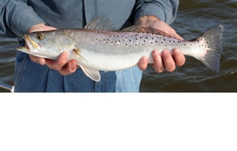 Fishing Limits for Different Species in NY State
